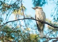 Australian Kookaburra resting on the gum tree.