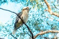 Australian Kookaburra resting on the gum tree.