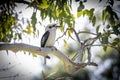 An Australian Kookaburra sitting on a branch in a tree Royalty Free Stock Photo