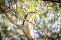 An Australian Kookaburra sitting on a branch in a tree Royalty Free Stock Photo