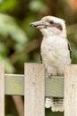 Australian kookaburra on a Sydney garden fence Royalty Free Stock Photo