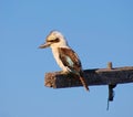 An Australian Kookaburra