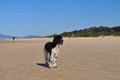 Dog on a beach in NSW, Australia