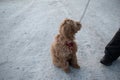 Australian Labradoodle Puppy Apricot colored fur. Royalty Free Stock Photo