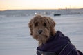 Australian Labradoodle Puppy Apricot colored fur. Royalty Free Stock Photo