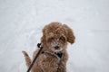 Australian Labradoodle Puppy Apricot colored fur. Winter landscape with deep snow. Royalty Free Stock Photo