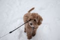 Australian Labradoodle Puppy Apricot colored fur. Winter landscape with deep snow. Royalty Free Stock Photo