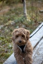 Australian Labradoodle puppy, Apricot colored. On a hiking trail in the forest. Royalty Free Stock Photo