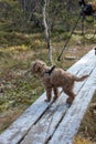 Australian Labradoodle puppy, Apricot colored. On a hiking trail in the forest. Royalty Free Stock Photo