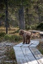 Australian Labradoodle puppy, Apricot colored. On a hiking trail in the forest. Royalty Free Stock Photo