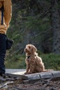 Australian Labradoodle puppy, Apricot colored. On a hiking trail in the forest. Royalty Free Stock Photo