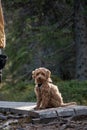 Australian Labradoodle puppy, Apricot colored. On a hiking trail in the forest. Royalty Free Stock Photo