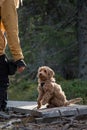 Australian Labradoodle puppy, Apricot colored. On a hiking trail in the forest. Royalty Free Stock Photo