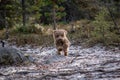 Australian Labradoodle puppy, Apricot colored. On a hiking trail in the forest. Royalty Free Stock Photo