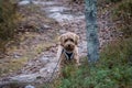 Australian Labradoodle puppy, Apricot colored. On a hiking trail in the forest. Royalty Free Stock Photo