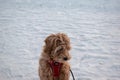 Australian Labradoodle Puppy, Apricot fur. Royalty Free Stock Photo