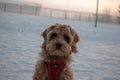 Australian Labradoodle Puppy, Apricot fur. Royalty Free Stock Photo