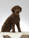 Australian labradoodle puppy dog portrait.