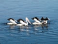 Australian Lake Pelicans Royalty Free Stock Photo