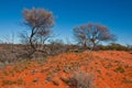 Australian landscape