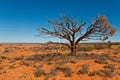 Australian landscape