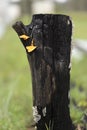 Australian Landscape Burnt Black Stump with Bracket Fungi