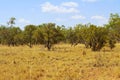 Australian Landscape - grass in Bungle Bungles (Purnululu)
