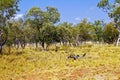 Australian Landscape - grass in Bungle Bungles (Purnululu) - Purnululu National Park