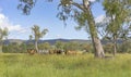 Australian landscape with gum trees and cows Royalty Free Stock Photo