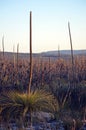 Australian landscape with iconic grass tree flower spikes Royalty Free Stock Photo