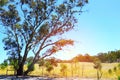 Australian landscape with large eucalyptus gum tree in country setting.