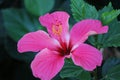 Australian Landscape Series - Hibiscus rosa sinensis - China Rose - Rose Mallow Royalty Free Stock Photo