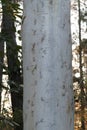 Australian Landscape Series - Scribbly Gum - Eucalyptus signata Royalty Free Stock Photo