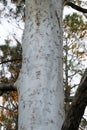 Australian Landscape Series - Scribbly Gum - Eucalyptus signata Royalty Free Stock Photo