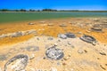 Stromatolites Lake Thetis Royalty Free Stock Photo