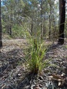 Australian Landscape with Tall Grass and Dark Trees