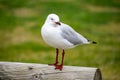 Australian Laridae order Lari seagull Royalty Free Stock Photo