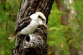 Australian Laughing Kookaburra