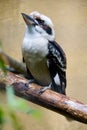 Australian laughing kookaburra