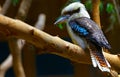 Australian laughing kookaburra bird Royalty Free Stock Photo