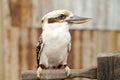 Australian laughing kookaburra on branch Royalty Free Stock Photo