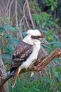 Australian Laughing Kookaburra