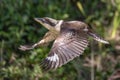 Australian Laughing Kookaburra Royalty Free Stock Photo