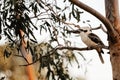 Australian laughing Kookaburra