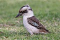 Australian Laughing Kookaburra