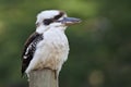 Australian laughing kookaburra perched on a post Royalty Free Stock Photo