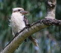 Australian Laughing Kookaburra perched in a tree Royalty Free Stock Photo