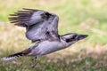 Australian Laughing Kookaburra