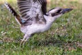 Australian Laughing Kookaburra