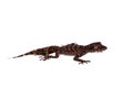 Australian leaf-tailed geckos on white